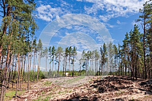 Cutting site in pine forest prepared for new plantings