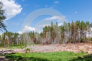 Cutting site in pine forest prepared for new plantings