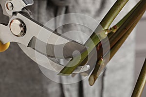 Cutting stems of flowers with pruner, closeup. Florist occupation