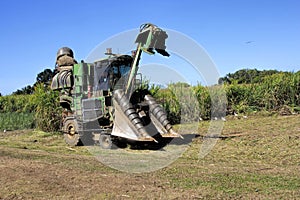 Cutting of sugar cane, North Queensland Australia