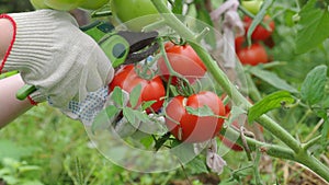 Cutting Three tomatoes in Organic garden