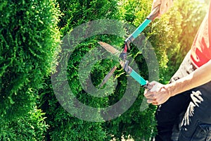 Cutting thuja tree with garden hedge clippers