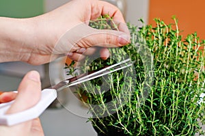 Cutting thyme