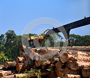 Cutting Timber in Rural Area