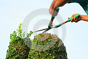 Cutting the tree