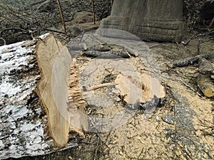 Cutting tree and tree trunk in the ground