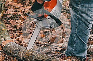Cutting trees  in autumn in the woods. Man hands hold a chain saw