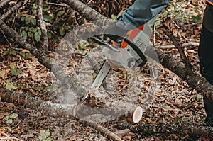 Cutting trees  in autumn in woods. Man hands hold a chain saw