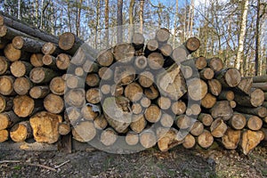 Cutting of the trees, bark beetle calamity, conifer tree logs on pile in woodland