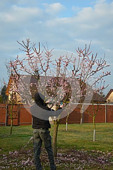 cutting trees in the garden apricot gardener shears lawn flowers pink color spring
