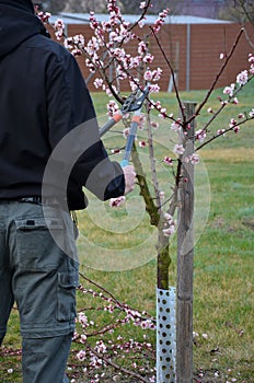 cutting trees in the garden apricot gardener shears lawn flowers pink color spring