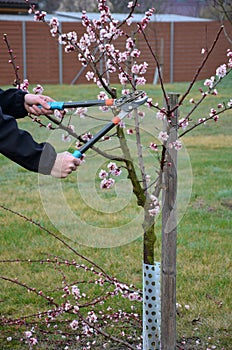 cutting trees in the garden apricot gardener shears lawn flowers pink color spring