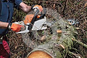 Cutting trees with the motor saw