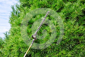 Cutting tree branches with a pole chain saw