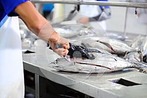 The cutting of a tuna fish in factory