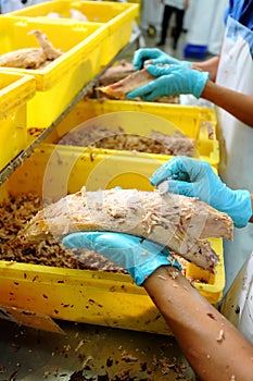 The cutting of a tuna fish in factory