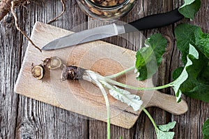 Cutting up burdock root to prepare herbal tincture