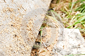 Cutting wood with a motor tester