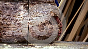 Cutting Woods in Carpenter Workshop