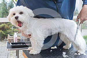 Cutting the yawning adorable white dog