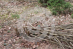 Cutting of young bushes, thinning of the forest. Forest works