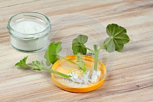 Cuttings of geranium and stimulator