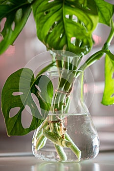 Cuttings of houseplant Monstera Monkey Mask rooting in transparent glass vase standing on table