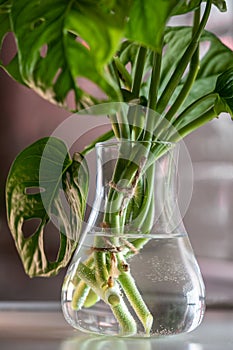 Cuttings of houseplant Monstera Monkey Mask rooting in transparent glass vase standing on table