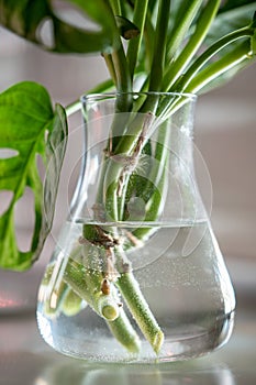 Cuttings of houseplant Monstera Monkey Mask rooting in transparent glass vase standing on table