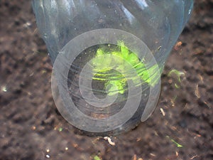 The cuttings of roses are rooted under a five liter plastic bottle. Planting roses under a transparent shelter.