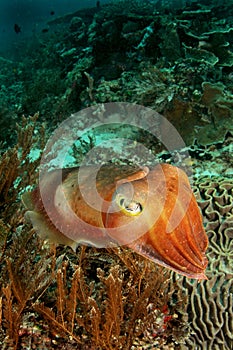 Cuttle fish face to face