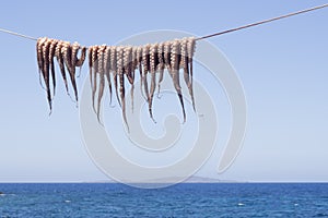 Cuttle-fish hanging to dry