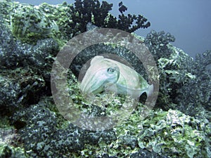 Cuttlefish looking for diner in the coral