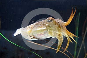 Cuttle fish in the ocean