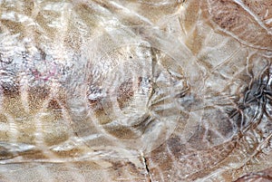 Cuttle fish skin texture