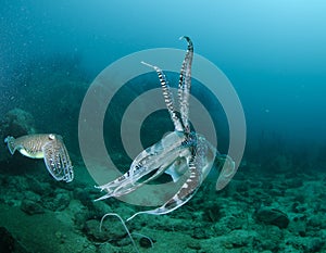Cuttle fish swimming