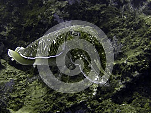 Cuttlefish looking for diner in the coral