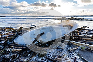 cuttlebone on the beach
