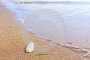 Cuttlebone is on the sandy beach