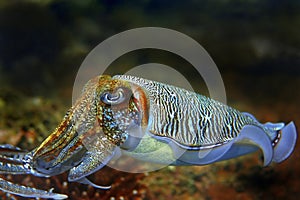 Cuttlefish