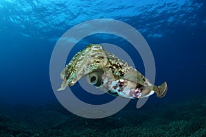 Cuttlefish