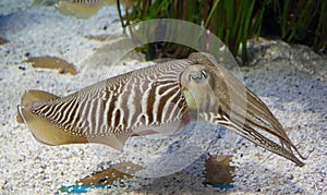 Cuttlefish