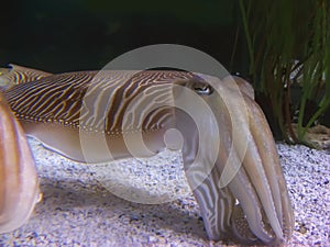 Cuttlefish