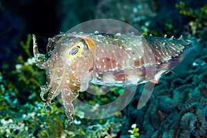 Cuttlefish