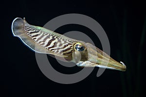 Cuttlefish