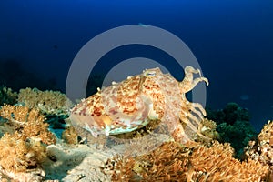 Cuttlefish