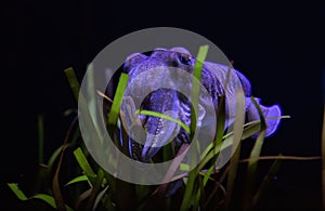 Cuttlefish with algue in a black background