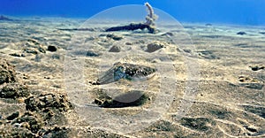 Cuttlefish by an anchor at the bottom of the sea