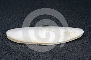 Cuttlefish bone