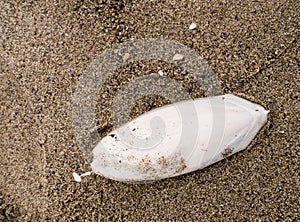 Cuttlefish bone on seashore, beach